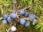 borievka obačajná (Juniperus communis) - plody na jeseň druhého roku (modrasto čierne - sivo oinovatené)