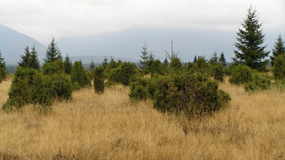 borievka obačajná (Juniperus communis) - na zanedbaných pasienkoch