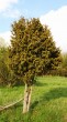 borievka obačajná (Juniperus communis) - ako menší stromček