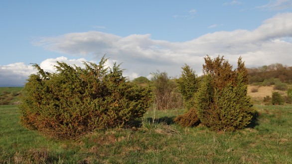 borievka obačajná (Juniperus communis) - ako jedna z prvých obsadzuje nevyužívané zanedbané plochy