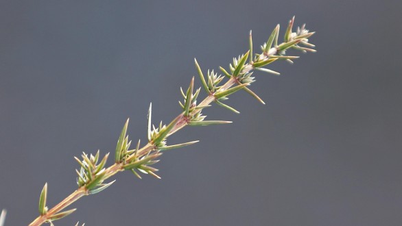 borievka obačajná (Juniperus communis) - ihlice sú usporiadané v trojpočetných praslenoch