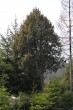 borievka obačajná (Juniperus communis) - ako malý strom (cca 5 m vysový)
