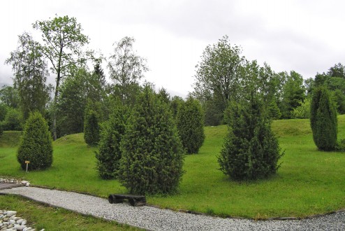 borievka obačajná (Juniperus communis) - rôzne vzrastové a tvarové formy (Botanická záhrada TANAPu v Tatranskej Lomnici)
