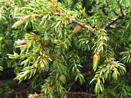 borievka alpínska (Juniperus sibirica)