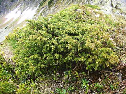 borievka alpínska (Juniperus sibirica) - sedlo Závory (1 876 m n. m.)