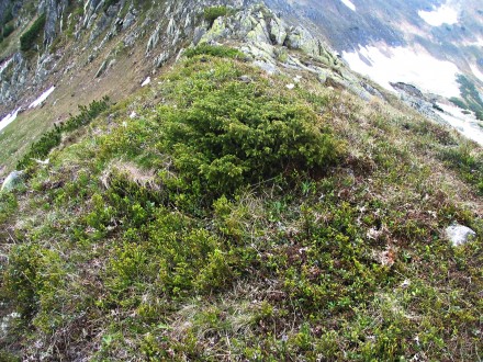 borievka alpínska (Juniperus sibirica) - sedlo Závory 1 876 m n. m. (oddeľuje Liptovské kopy od hlavného vysokotatranského hrebeňa)