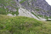 borievka alpínska (Juniperus sibirica) - Jamnická dolina (Západné Tatry)