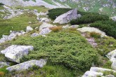 borievka alpínska (Juniperus sibirica) - Jamnická dolina (Západné Tatry)