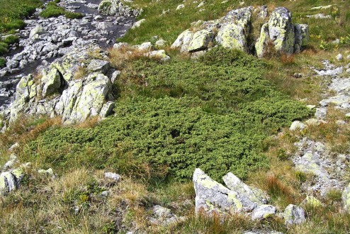 borievka alpínska (Juniperus sibirica)