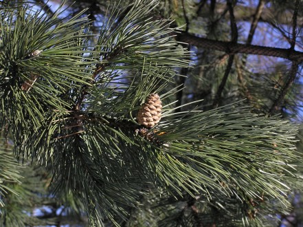 borovica čierna (Pinus nigra)