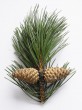 borovica čierna (Pinus nigra)