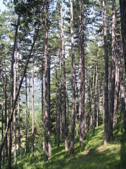 borovica čierna (Pinus nigra) - porast borovice čiernej (CHÚ Šútovská epigenéza)