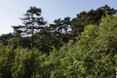 borovica čierna (Pinus nigra) - porast borovice čiernej (CHKO Pálava)