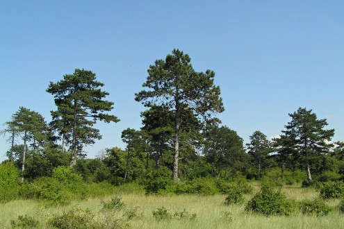 borovica čierna (Pinus nigra) - ako súčasť lesostepného spoločenstva rastlín v PR Ostrov Kopáč