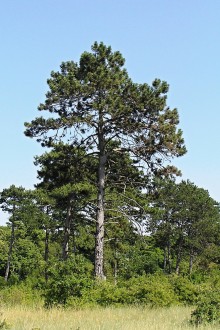 borovica čierna (Pinus nigra) - PR Ostrov Kopáč