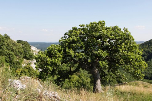 tento dub plstnatý je znakovým stromom CHKO Pálava