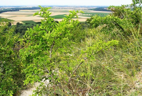 brest hrabolistý - lesostepný ekotyp  (Devínska Kobyla)