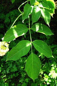 klokoč perovitý (Staphylea pinnata)