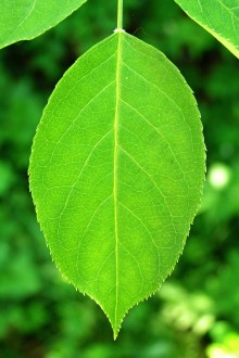 klokoč perovitý (Staphylea pinnata) - vrcholový - terminálny list