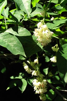 klokoč perovitý (Staphylea pinnata)