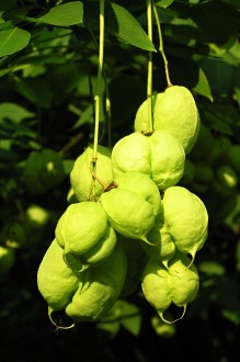 klokoč perovitý (Staphylea pinnata)