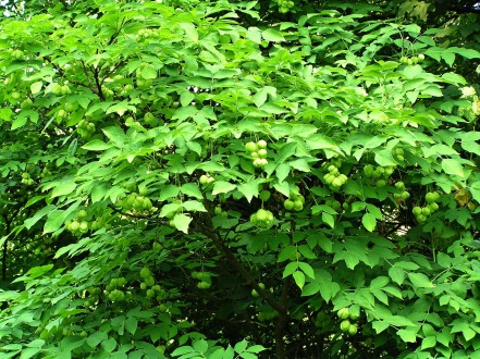 klokoč perovitý (Staphylea pinnata) - Hrádocké arborétum