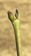 klokoč perovitý (Staphylea pinnata)