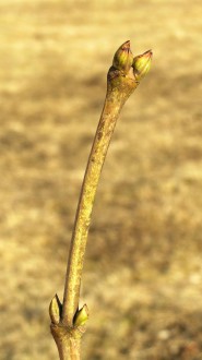 klokoč perovitý (Staphylea pinnata)