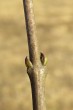 klokoč perovitý (Staphylea pinnata)