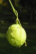 klokoč perovitý (Staphylea pinnata)