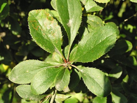 dráč obyčajný - listy vyrastajú vo zväzkoch na brachyblastoch