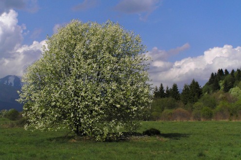 čremcha obyčajná