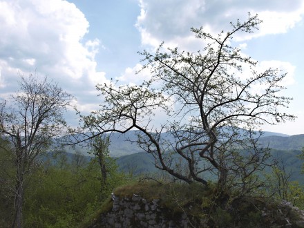 čerešňa mahalebková (hradné bralo Muránskeho hradu, 4/2011)