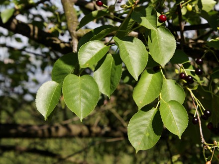 čerešňa mahalebková - vetvička s listami