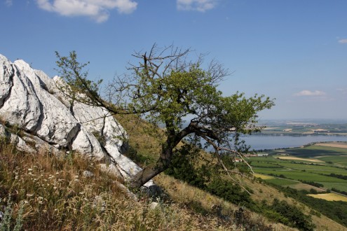 čerešňa mahalebková ako krajinotvorný prvok (Pálavské vrchy)