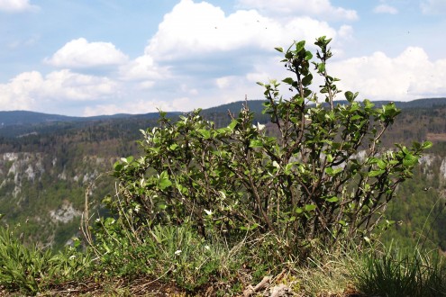 skalník čiernoplodý - hradné bralo hradu Muráň (v pozadí Muránska planina)