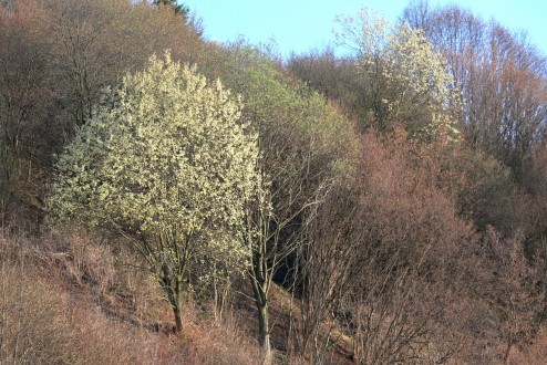 vŕba rakytová (Salix caprea)  - ozdobná kvetmi v čase kvitnutia (♂ - jedinec)