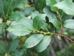 vŕba oštepovitolistá (Salix hastata) - vrchná strana