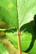 čerešňa vtáčia (Cerasus avium) - na báze listu pod listovou čepeľou sa nachádzajú dve výrazné vypuklé červené žliazky