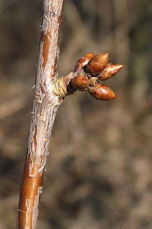 čerešňa vtáčia (Cerasus avium) - kvetné púčiky na brachyblaste
