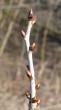 čerešňa vtáčia (Cerasus avium) - listové púčiky