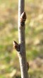 čerešňa vtáčia (Cerasus avium)