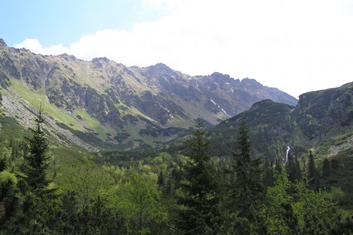 jarabina vtáčia - horná hranica lesa (záver Kôprovej doliny)