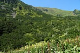 jarabina vtáčia v pásme kosodreviny (Západné Tatry)