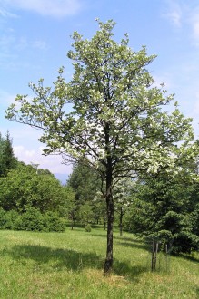 jarabina mukyňová (Arborétum Borová hora)