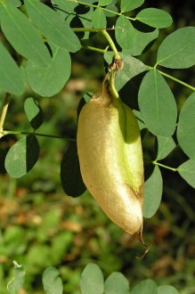 mechúrnik stromovitý (Colutea arborescens) - struk