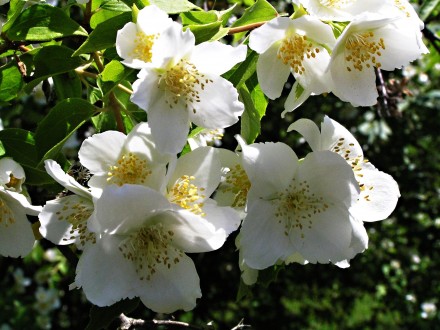 pajazmín vencový (Philadelphus coronarius)