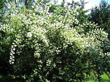 pajazmín vencový (Philadelphus coronarius)