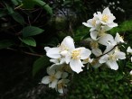 pajazmín vencový (Philadelphus coronarius)