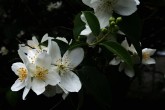 pajazmín vencový (Philadelphus coronarius)